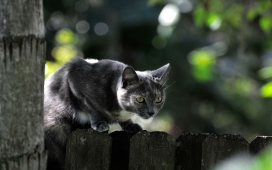 高清晰猎物的灰黑猫壁纸
