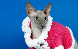 穿红色针织衣的猫