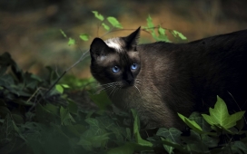 高清晰蓝眼黑猫壁纸