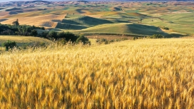 高清晰金黄的小麦壁纸