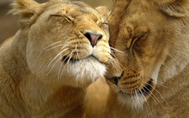亲密的母狮子
