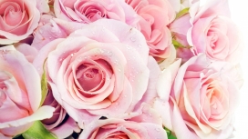 高清晰带水珠的粉红玫瑰花壁纸