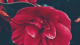 高清晰红色花瓣水滴写真壁纸