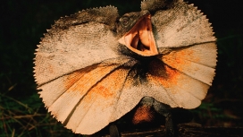 高清晰张开嘴的蜥蜴壁纸