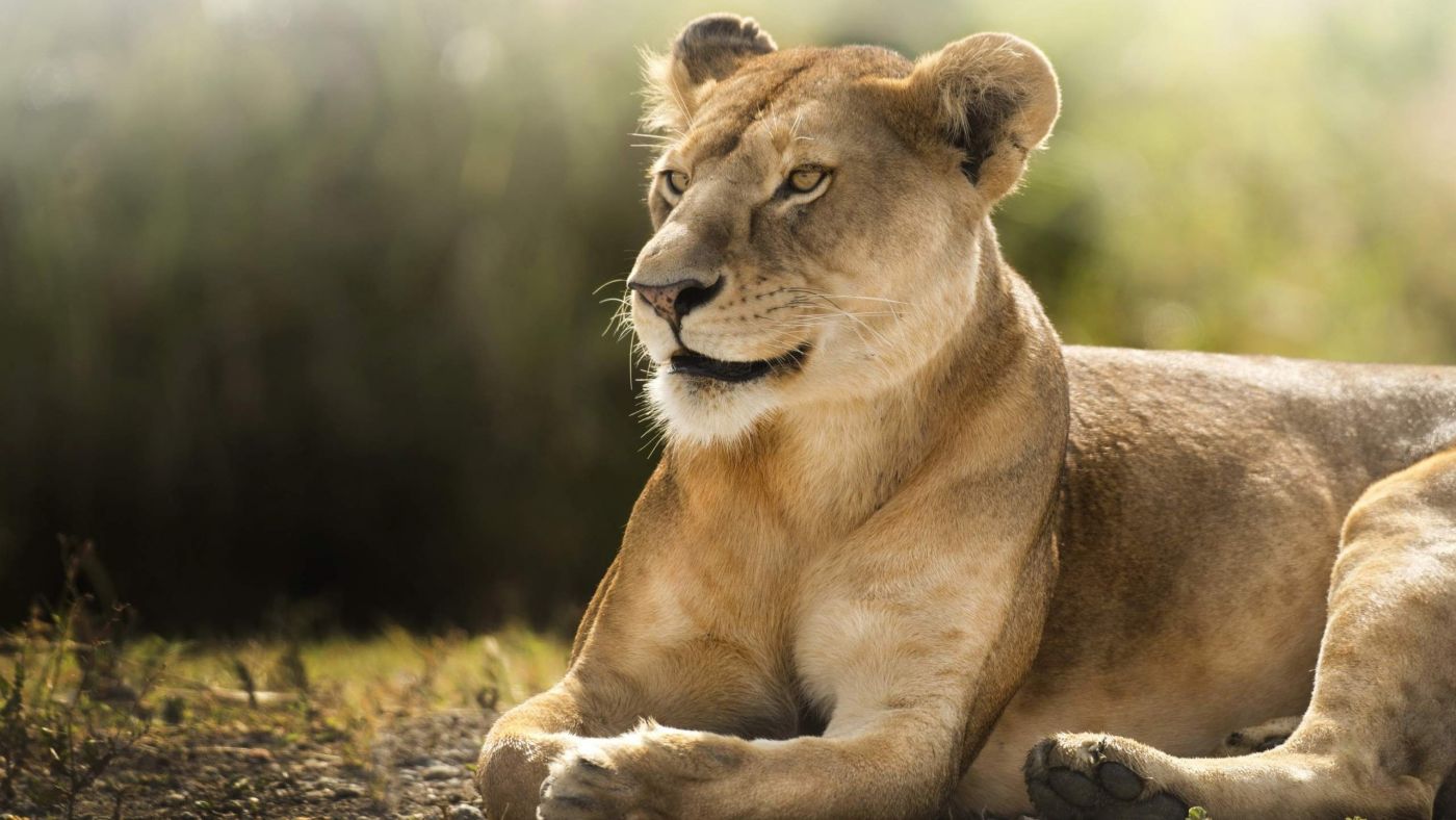 狮子 母狮 - Pixabay上的免费照片 - Pixabay