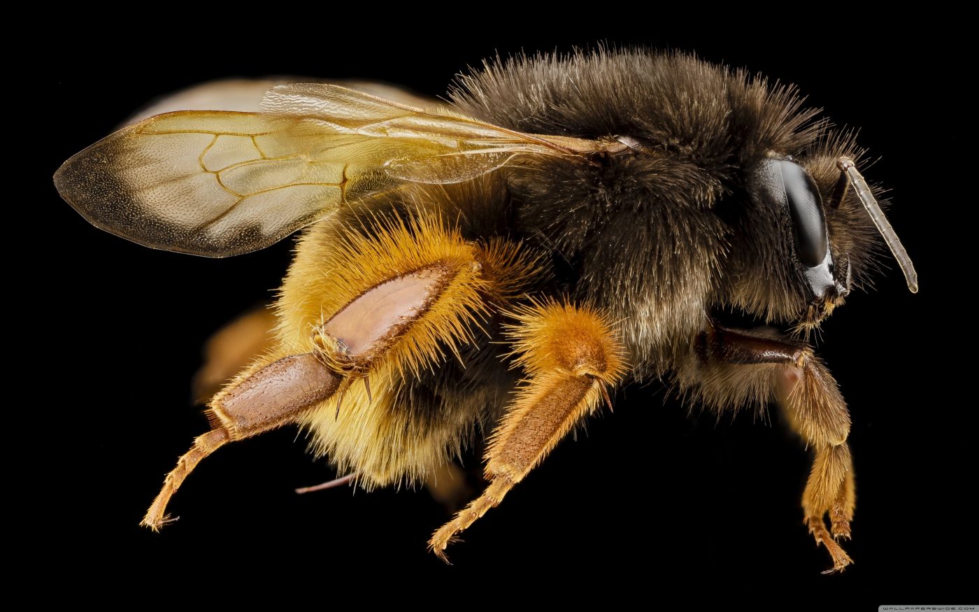 欧洲在巢的大黄蜂大黄蜂类crabro保卫的孔 库存图片. 图片 包括有 保卫, 爬行, 进入, 保护, 幼虫 - 103064643