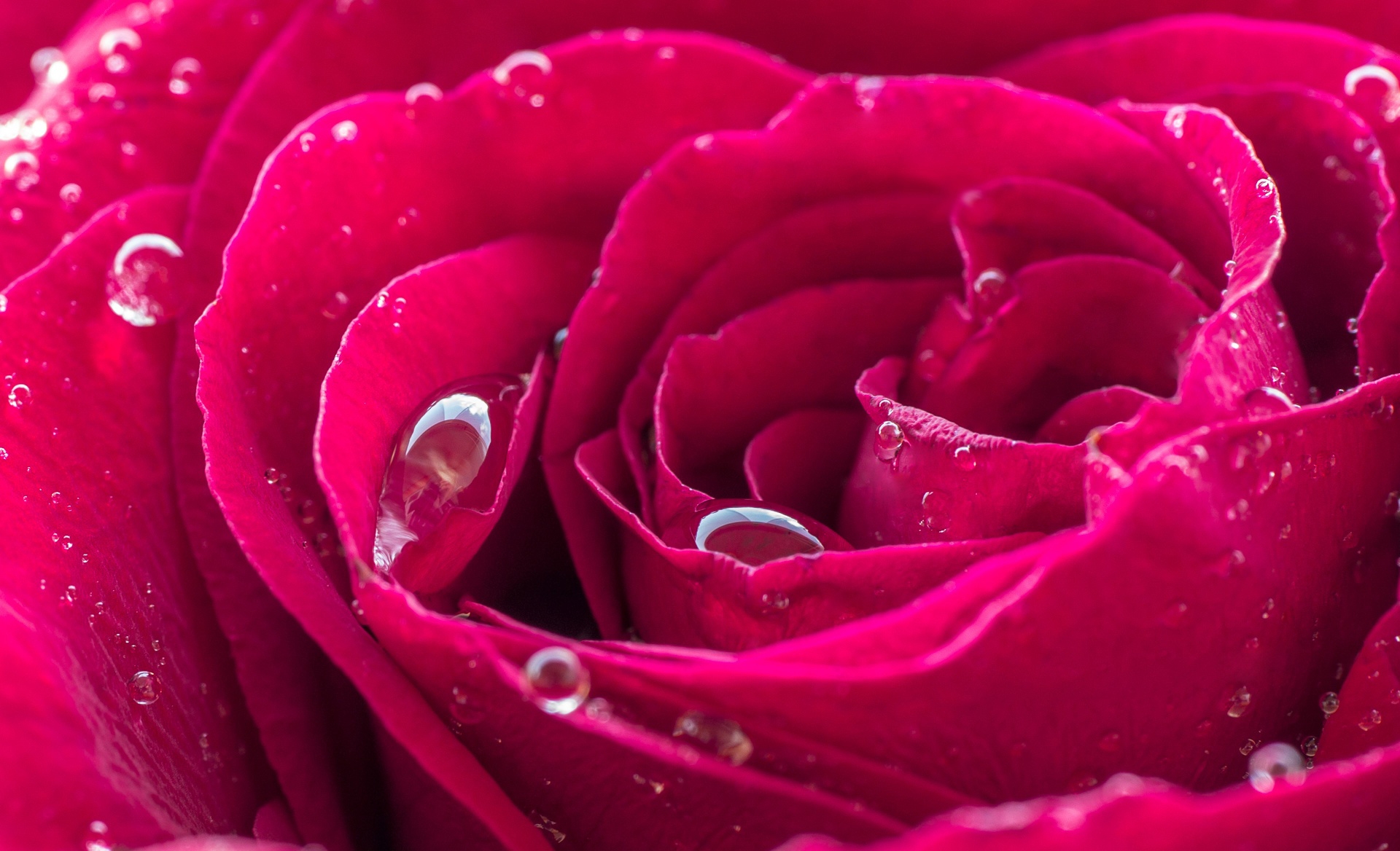 红玫瑰的水滴