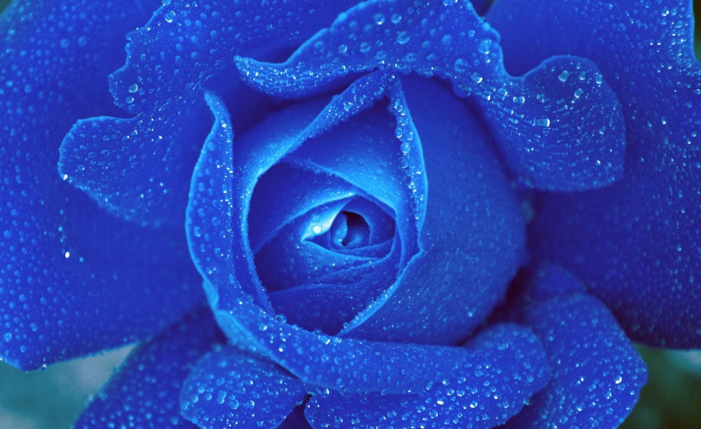 高清晰蓝色水珠玫瑰花壁纸 欧莱凯设计网 08php Com