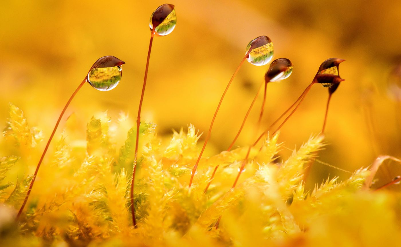 高清晰带水珠的嫩芽壁纸图片