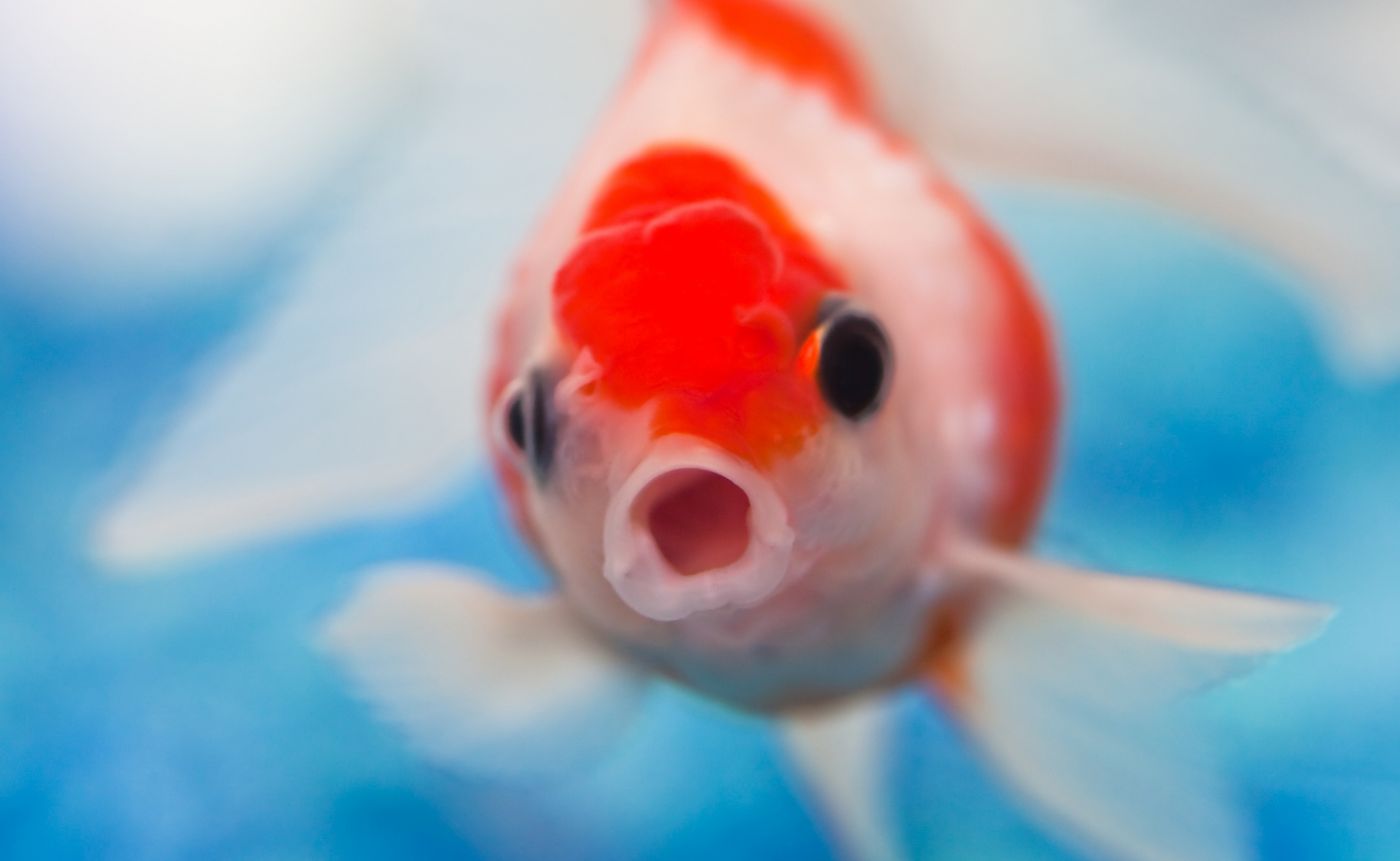 高清晰红色张嘴的小金鱼写真壁纸 手机移动版