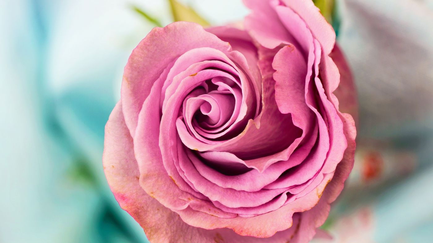 高清晰淡淡的玫瑰花壁纸 欧莱凯设计网 08php Com