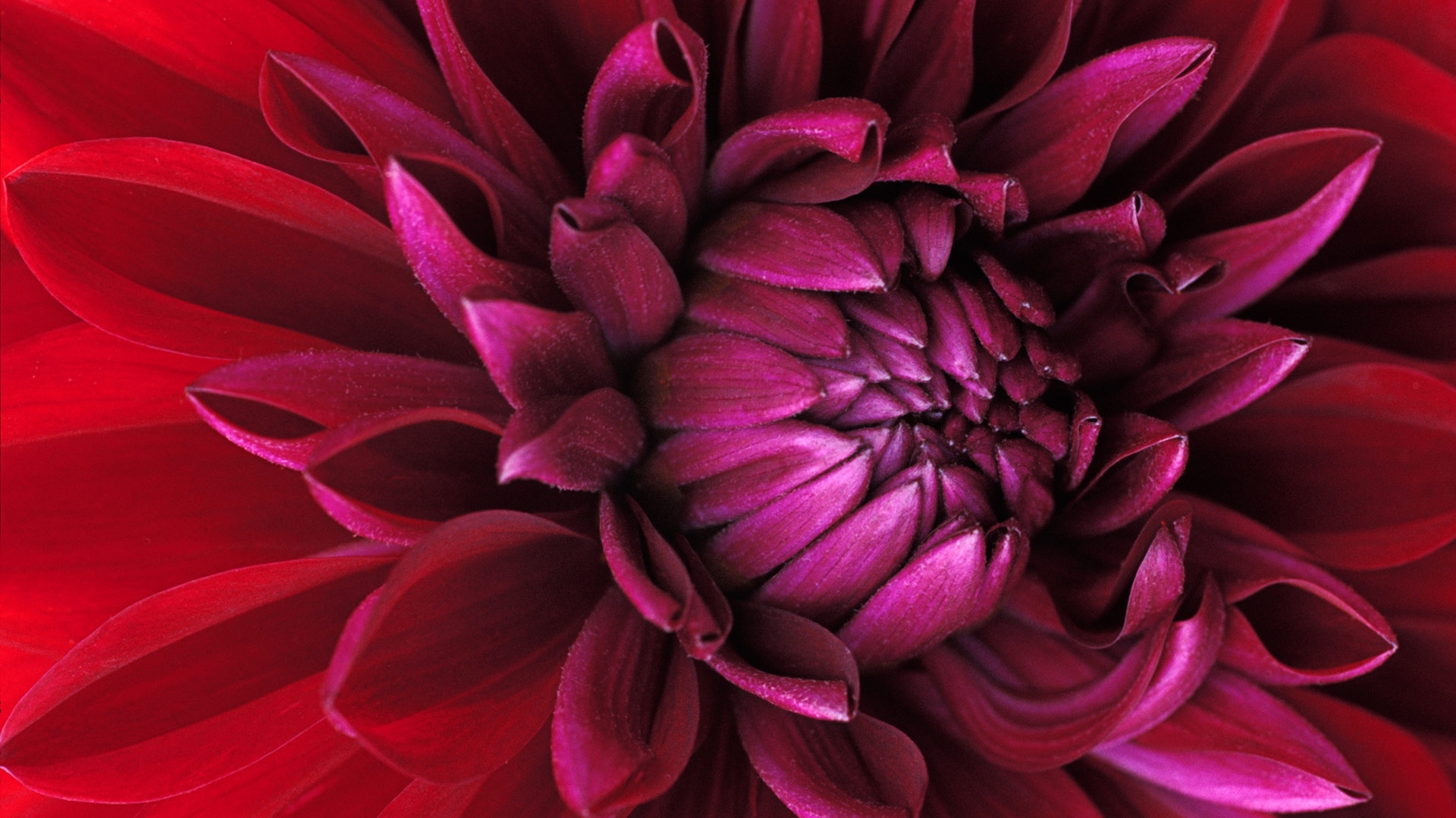 漂亮的红花图片素材-编号16600712-图行天下