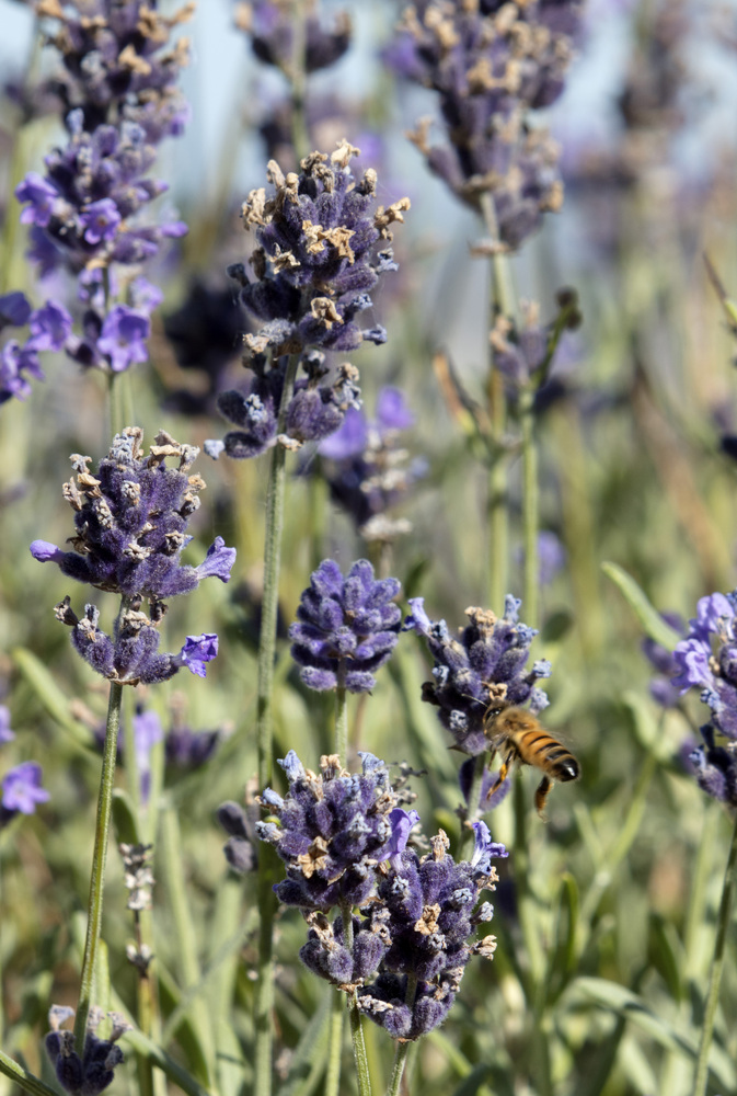 “墨尔本板球场(MCG)上的灯光亮着,似乎是今晚肯定有一场比赛,赛艇运动员在雅拉河上滑翔,从这个高度上难以辨清他们的数量,植物园里的几英亩郁郁葱葱的绿色植物为冰冷的 St Kilda Road 办公楼和住宅带来鲜活。如蚂蚁般大小的人群聚集在联邦广场(Federation Square)上,他们如同一片从饮料里流出的液体一样移动着,在弗林德斯大街车站 (Flinders Street Station),蚂蚁般的人群穿梭在他们的黄色和绿色的小丘里,勤劳的服务着他们的蚁王,远处闪烁着平静的海湾水域和不同的夏日海滩。该屋顶花园被这些超现实的幻境所围绕着,使这壮观的景色更加令人屏息。