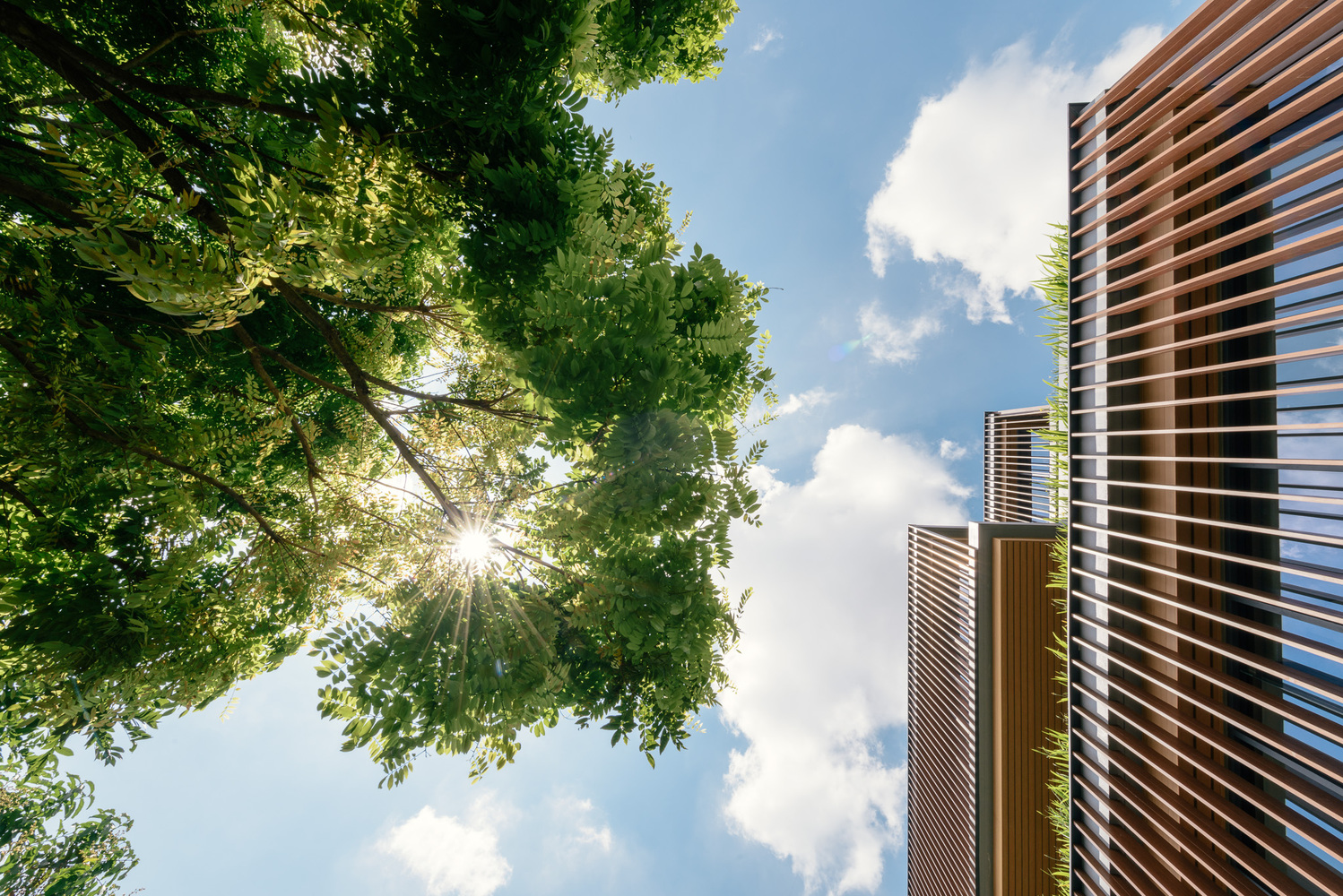 泰国 曼谷农作物木条纹办公室---酷图编号1211656