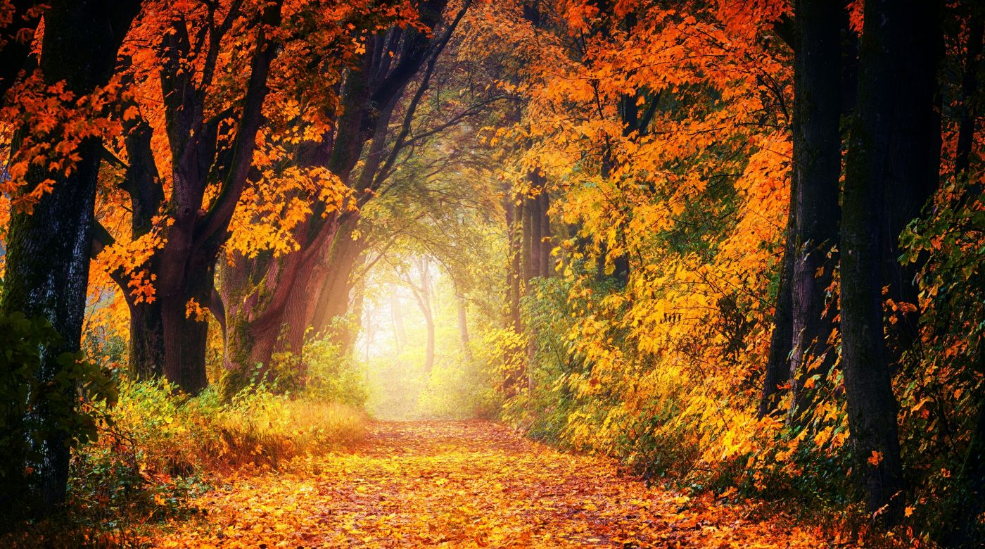 高清晰秋季森林壁纸图片