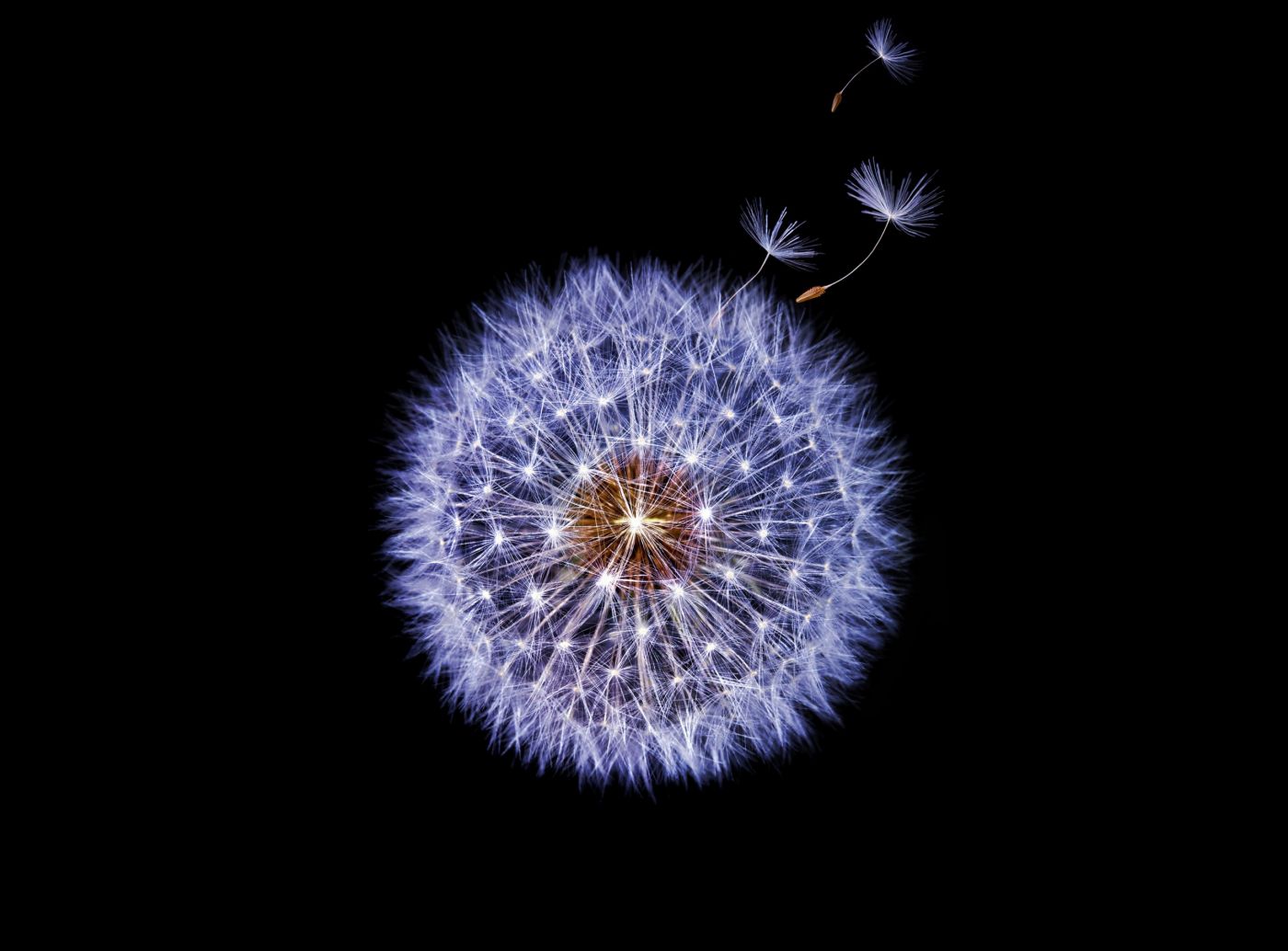 高清晰蒲公英花絮壁纸图片