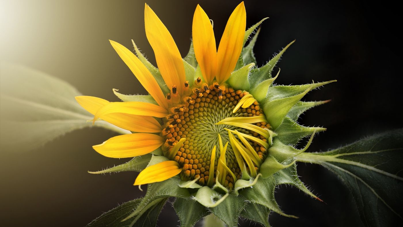 枸杞子绽放的向日葵花瓣壁纸图片