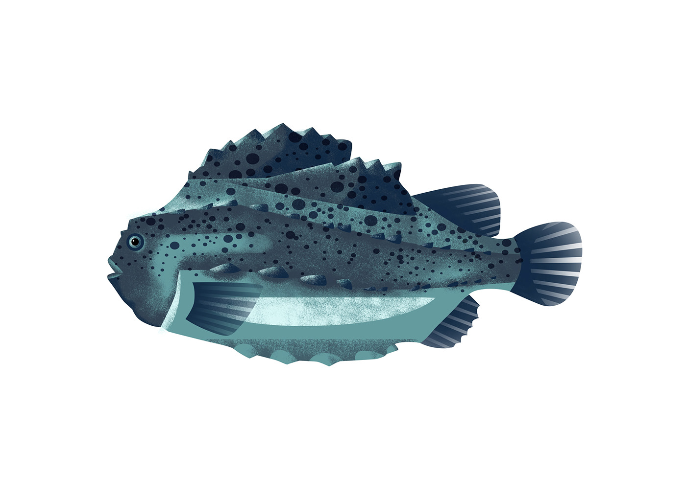 Poissons & crustacés-鱼类贝类插画---酷图编号9