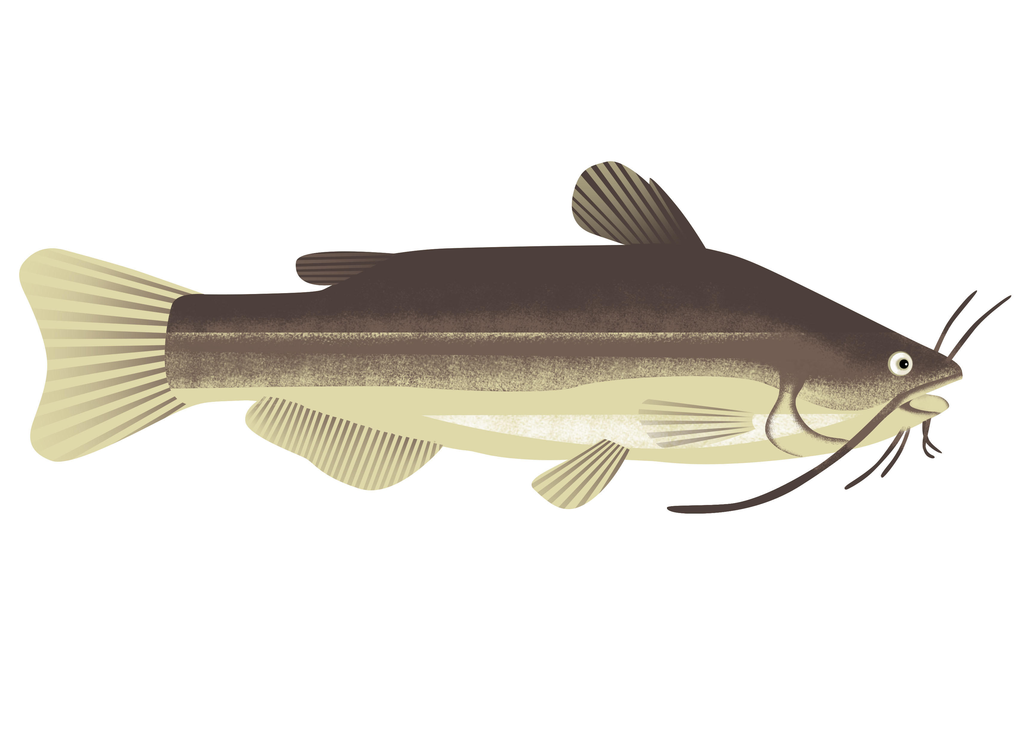 Poissons & crustacés-鱼类贝类插画---酷图编号2