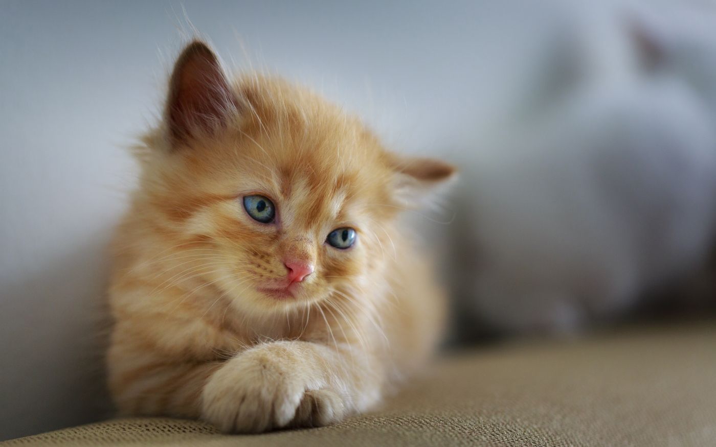 可爱小黄猫高清壁纸-辈宠网