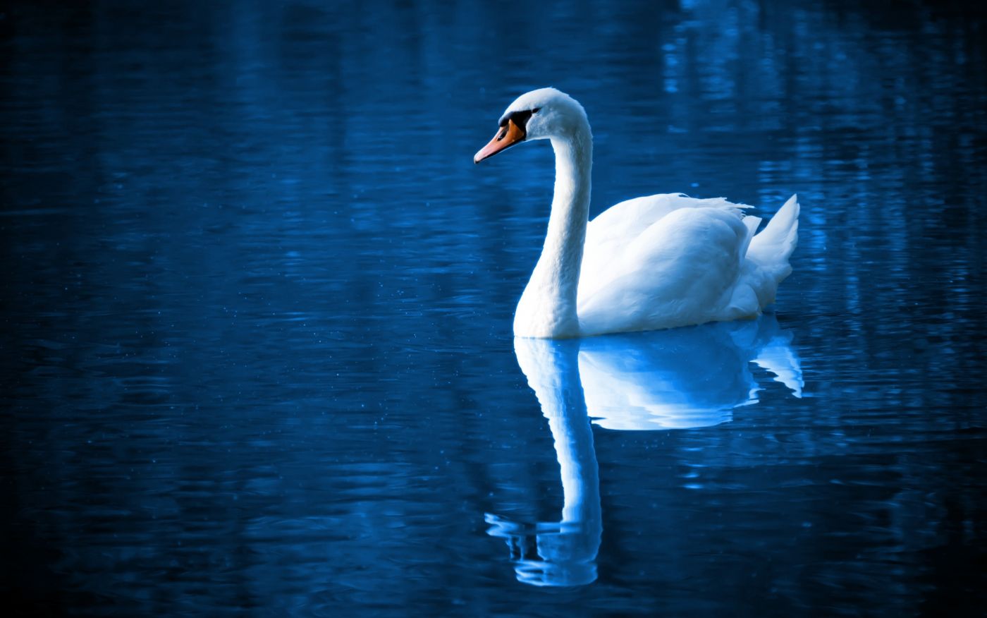 美丽的天鹅图片