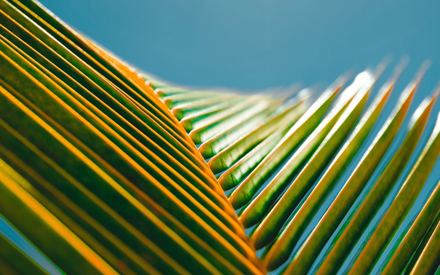 夏季简单自然的叶花图片