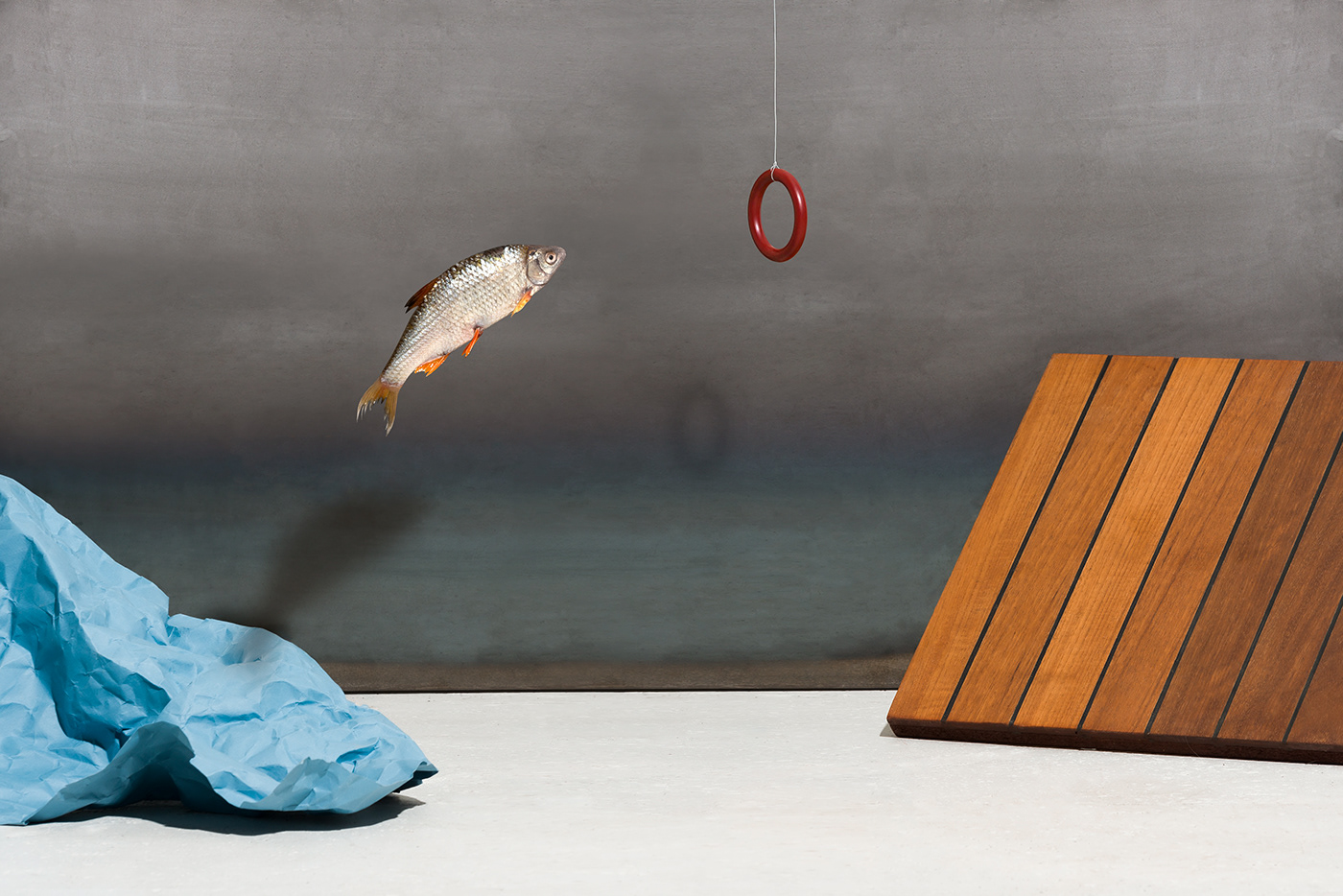 Brolis木材静物-每棵树都有它的故事---酷图编号1240106