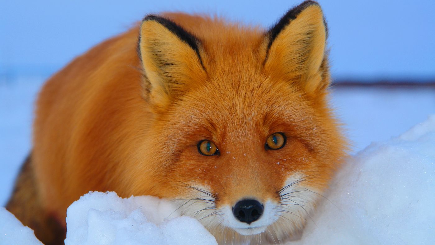 Animal Fox 4k Ultra HD Wallpaper