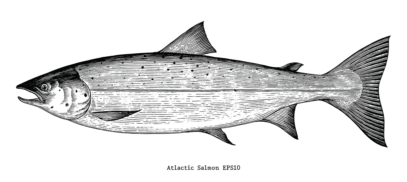 Fish海鱼插画---酷图编号1241449