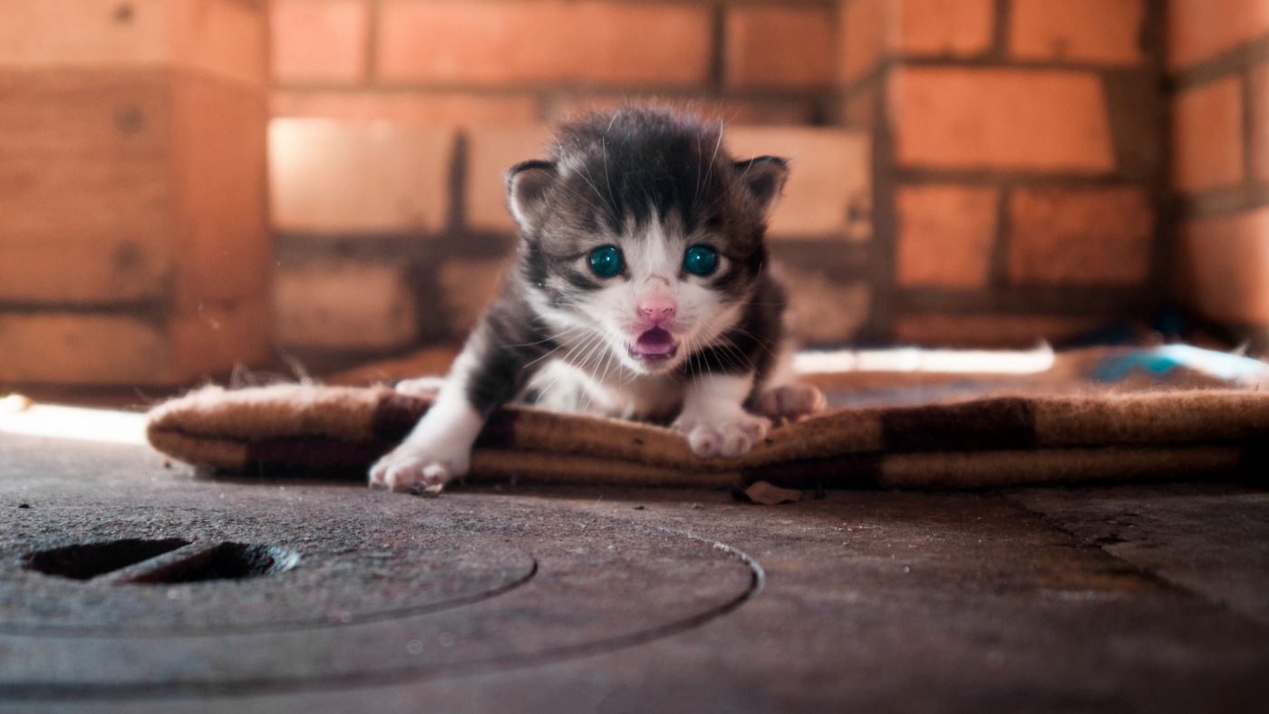 高清晰噘嘴的猫壁纸图片