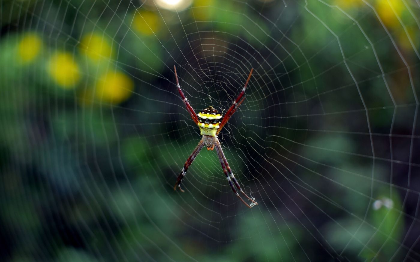 高清晰蜘蛛网上的蜘蛛壁纸 手机移动版
