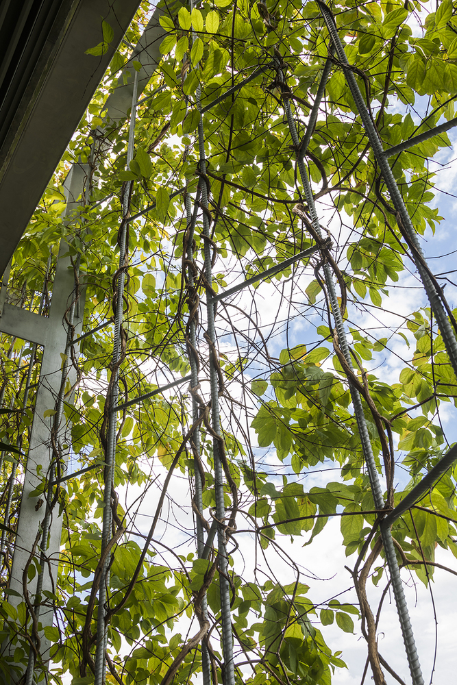 越南252平米“森林公园”住宅---酷图编号1245296