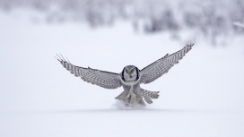 高清晰雪中飞翔的猫头鹰壁纸