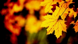 高清晰秋季枫叶壁纸