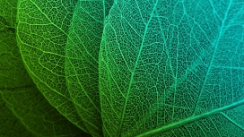 高清晰绿叶纹路壁纸