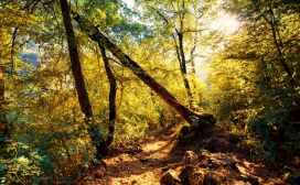 倾斜树-高清晰童话般的森林树壁纸