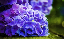 高清晰紫色鲜花壁纸