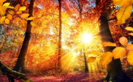 高清晰秋季森林的早晨阳光壁纸