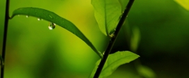 高清晰绿叶水滴壁纸