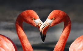 高清晰亲密的火烈鸟壁纸