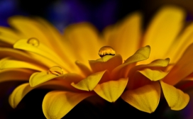 高清晰大黄花写真壁纸