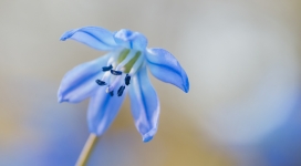 高清晰兰花花蕾壁纸