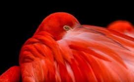 高清晰睡觉中的火烈鸟壁纸
