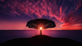 夕阳下的海边树