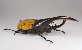 赫拉克勒斯甲虫