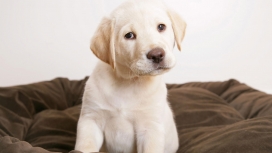 可爱的白色小狗