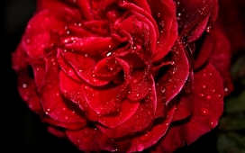 高清晰戴雨珠的红色玫瑰花壁纸