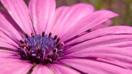 粉紫红色的雏菊花