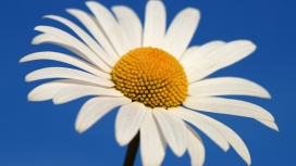 白花黄蕾的雏菊花