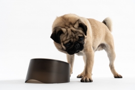 Dog bowl-狗碗